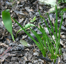 Tulpen-Narzissenblaetter.jpg